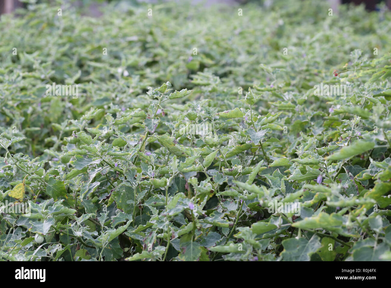 Le spezie thai di melanzana albero nel giardino vegetale per design in alimenti di origine vegetale concetto. Foto Stock