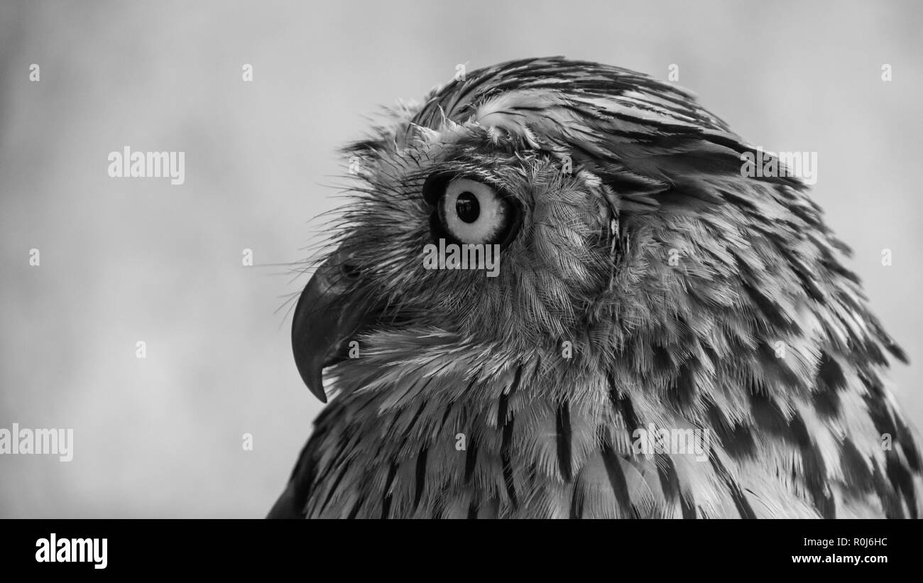 Predatori in tutta la sua gloria Foto Stock