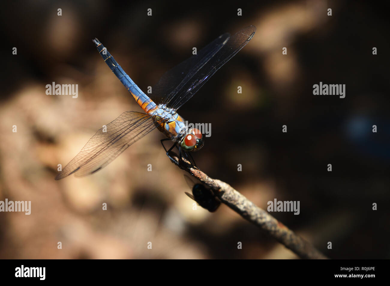 Blu a forma di libellula dasher con pattern di giallo e arancione sul lato del corpo, Predator insetti con ali trasparente su un ramo Foto Stock