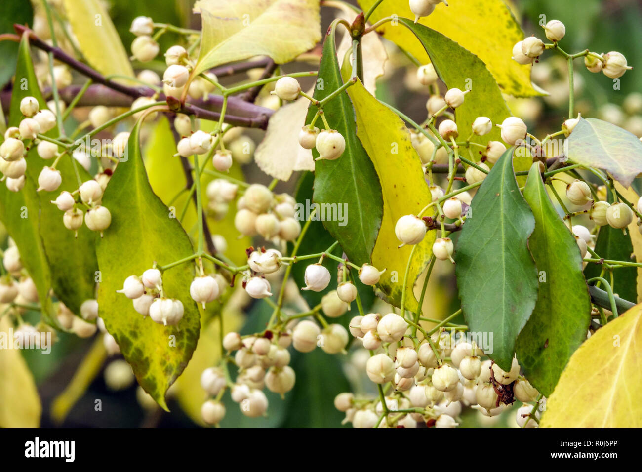 Inverno superriduttore, Euonymus fortunei Foto Stock