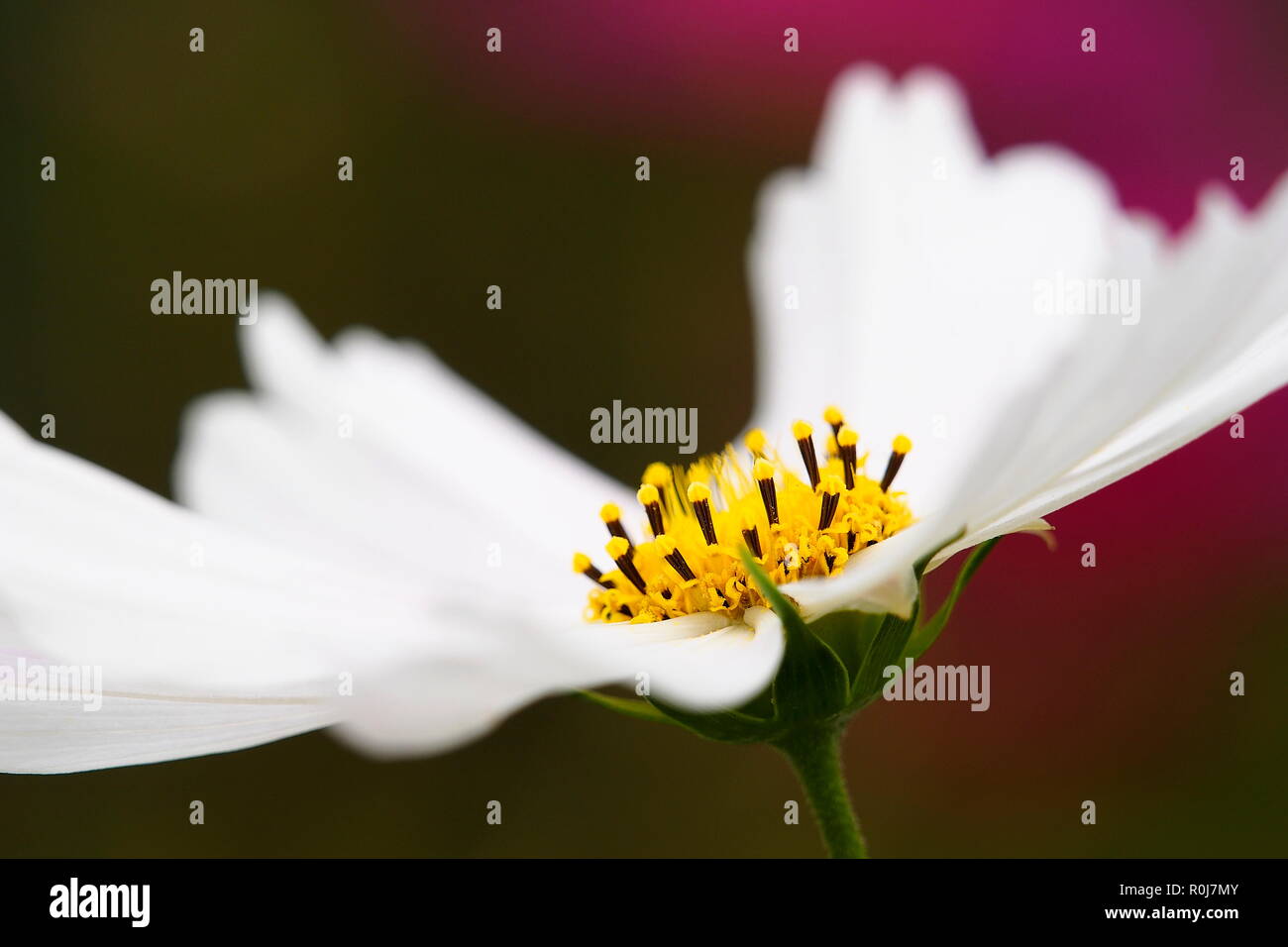 Close-up degli stami di un fiore a margherita Foto Stock
