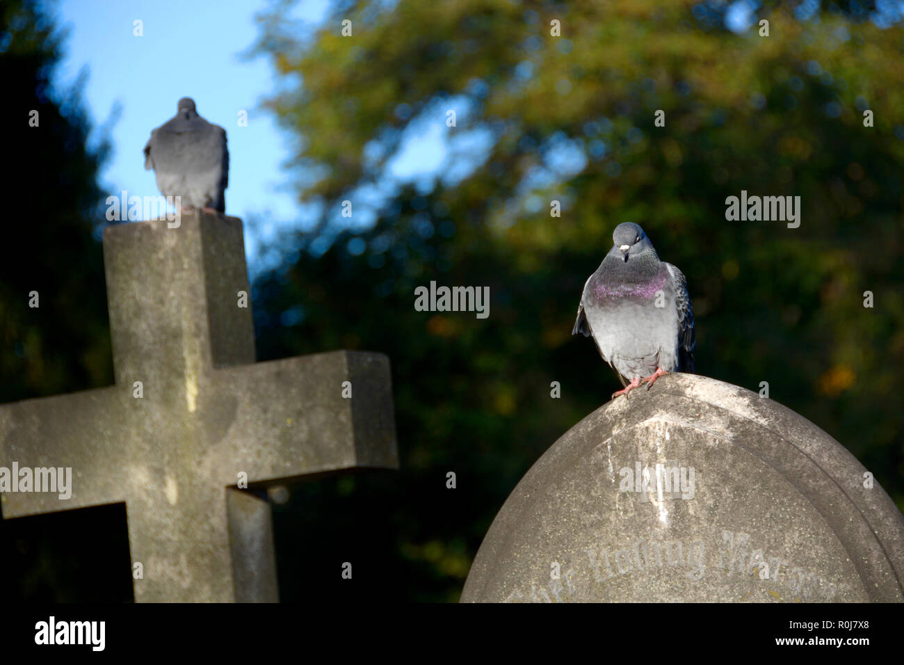 I piccioni appollaiati sulle lapidi nel cimitero di Brompton (Kensington e Chelsea) Londra, Inghilterra, Regno Unito. Foto Stock