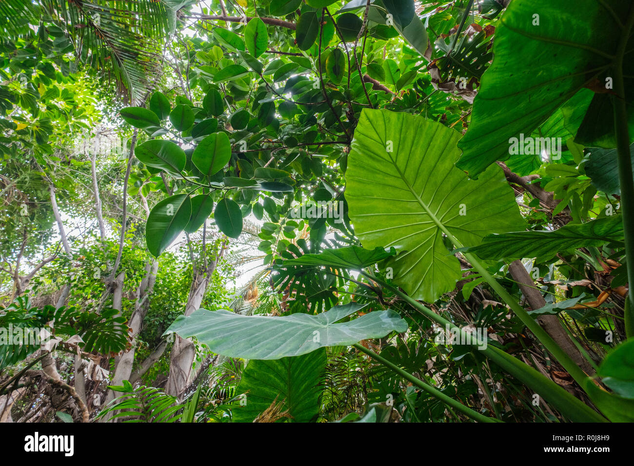 Piante tropicali in foresta o giungla / paesaggio della foresta pluviale Foto Stock