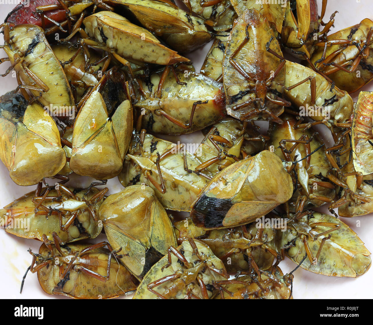 Il Tessaratoma papillosa o Homoeocerus sp di fritto,questo cibo è stata popolare nel nord-est della Thailandia. Foto Stock