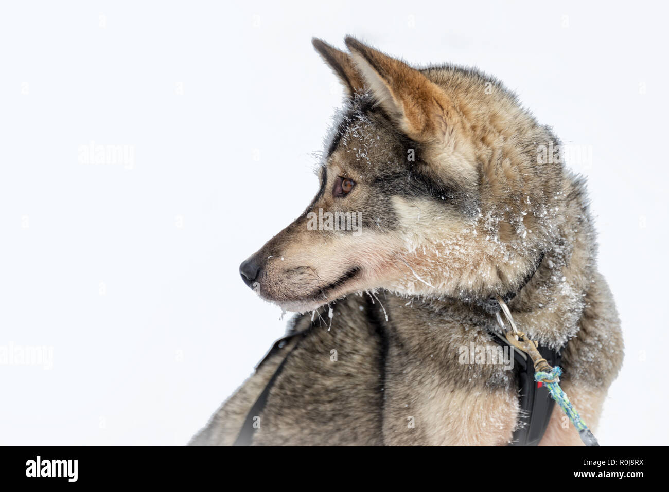Cani Husky close-up, Lapponia, Finlandia Foto Stock