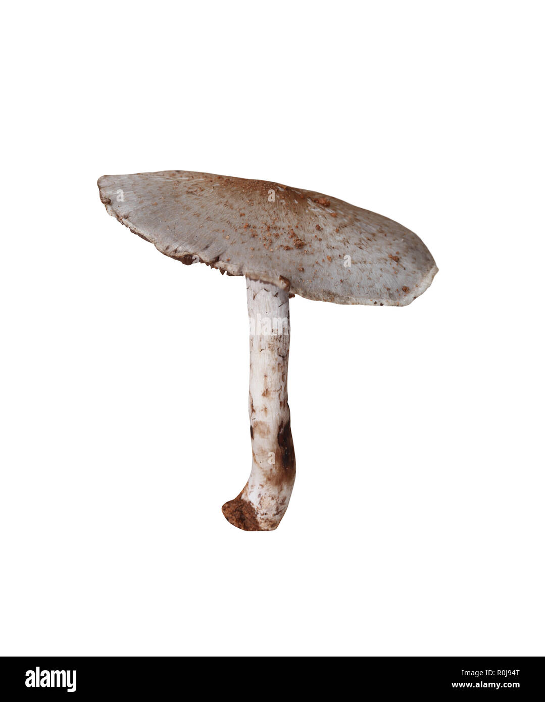 Tropici funghi velenosi isolati su sfondo bianco e sono tracciati di ritaglio funzione per il design di facile utilizzo. Foto Stock