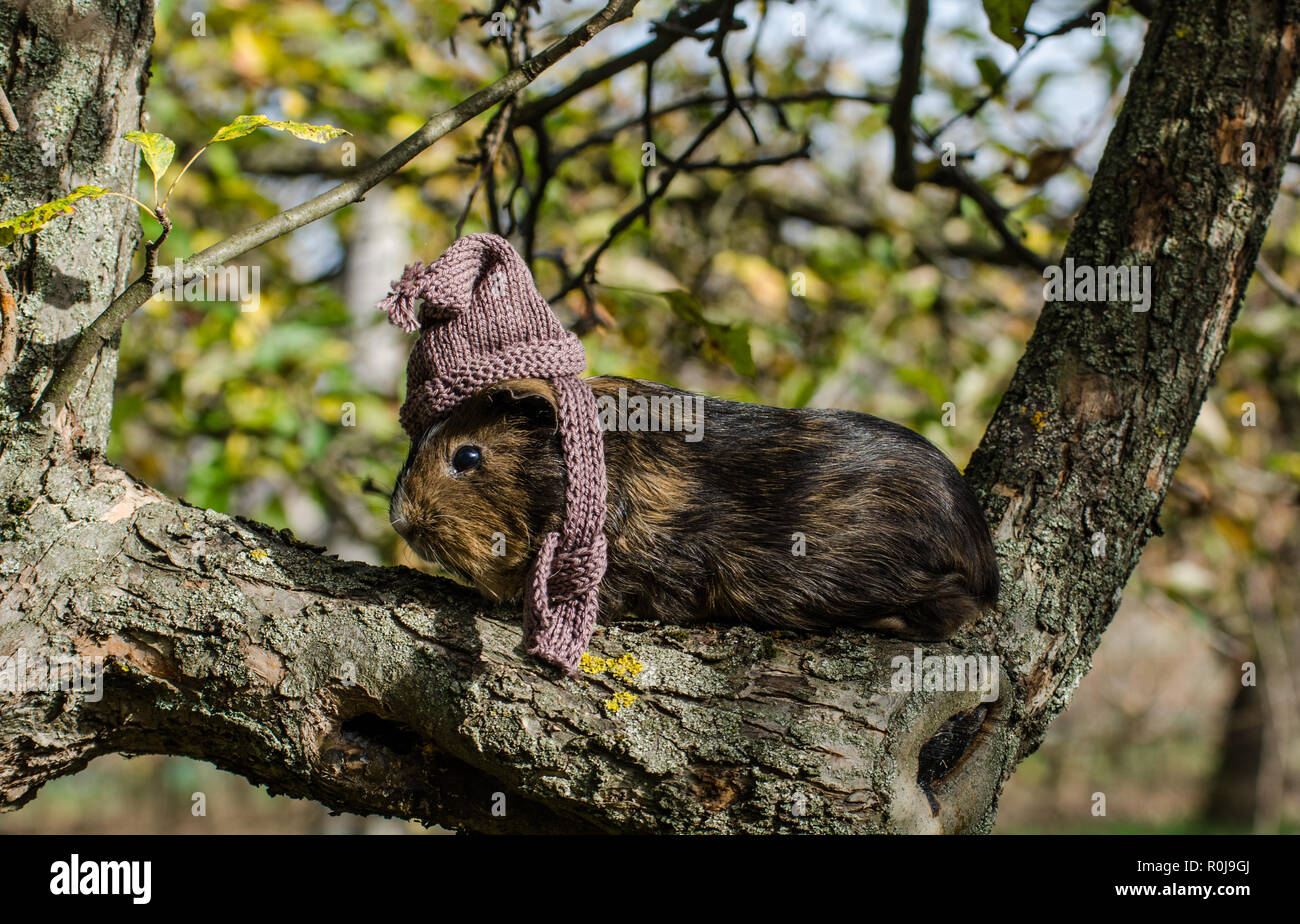 Guine pig indossa sciarpa lavorata a maglia e la coppa e si siede su un albero - funny autunno scena da giardino Foto Stock