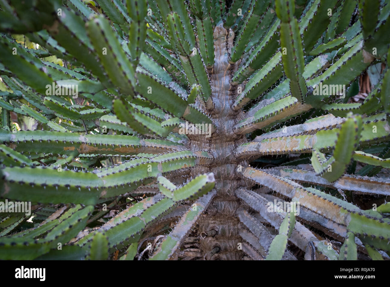 I cactus closup , cactus tree dettaglio, Tenerife Foto Stock
