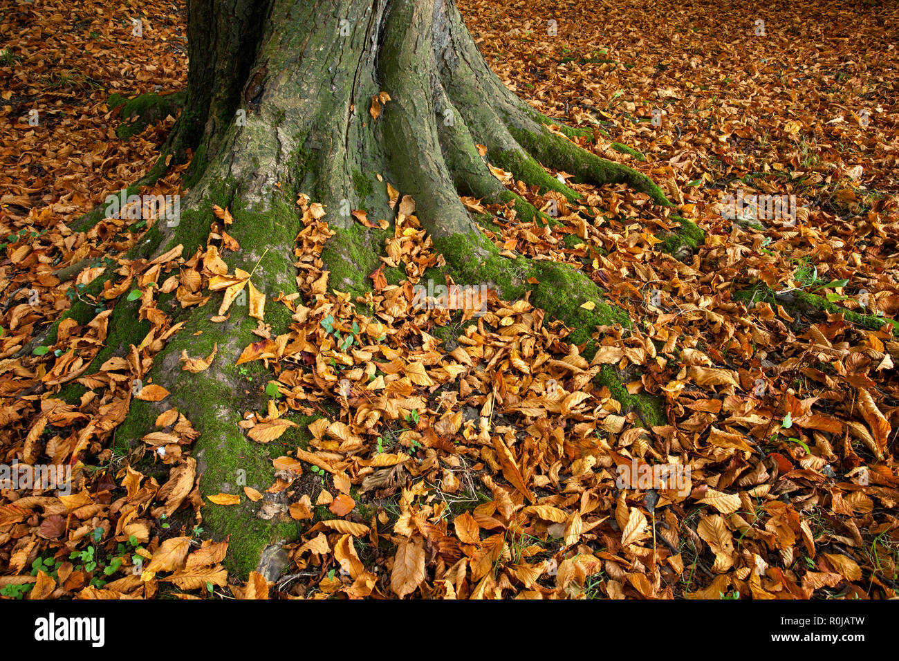 Base di Ippocastano tronco di albero (Aesculus hippocastanum) in autunno, ricoperta da un tappeto di foglie cadute. Tipperary, Irlanda Foto Stock