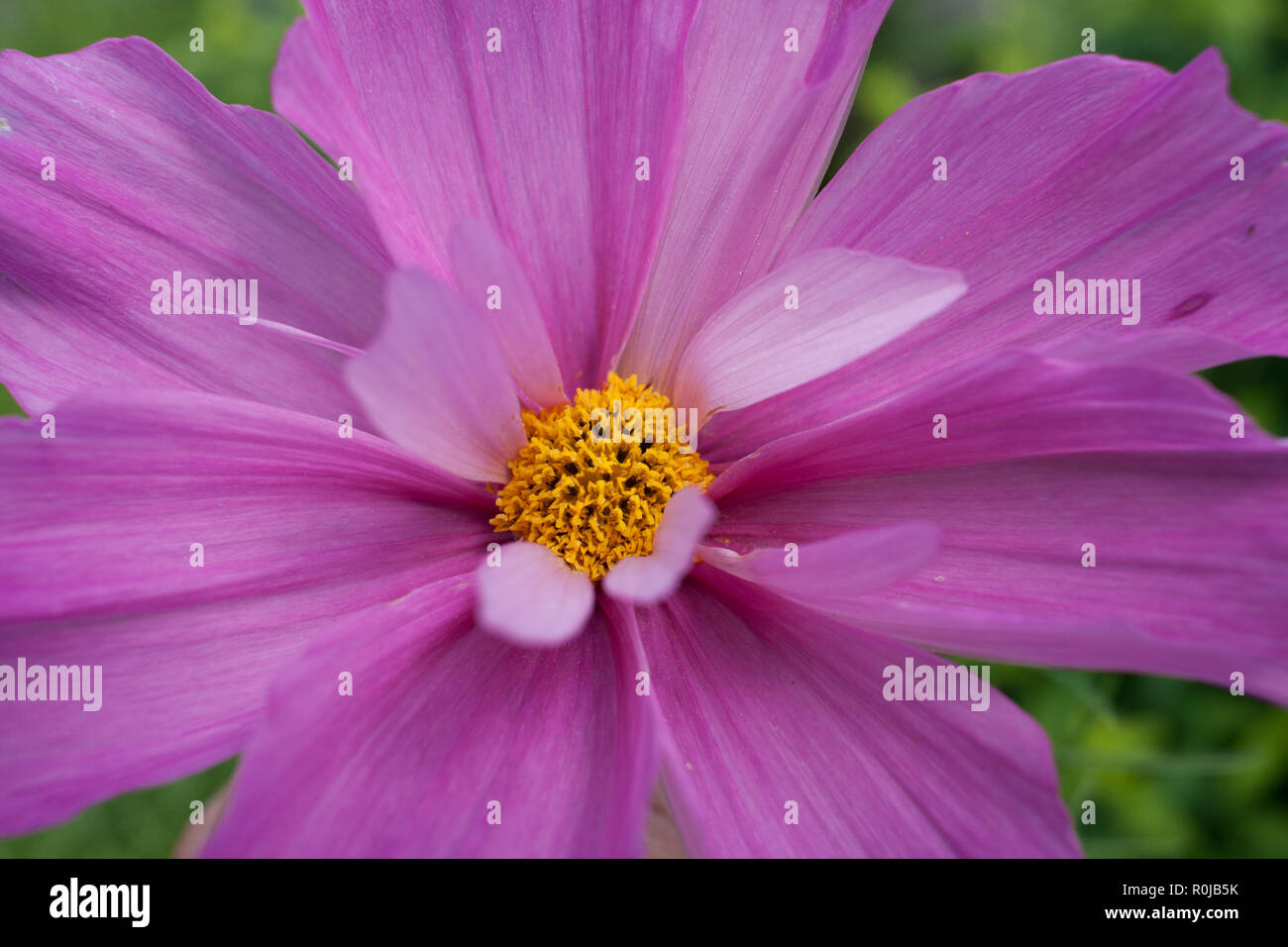 Close Up Di Fiori Rosa Margherita Con Petali Di Fiori E Di Giallo Medio Foto Stock Alamy