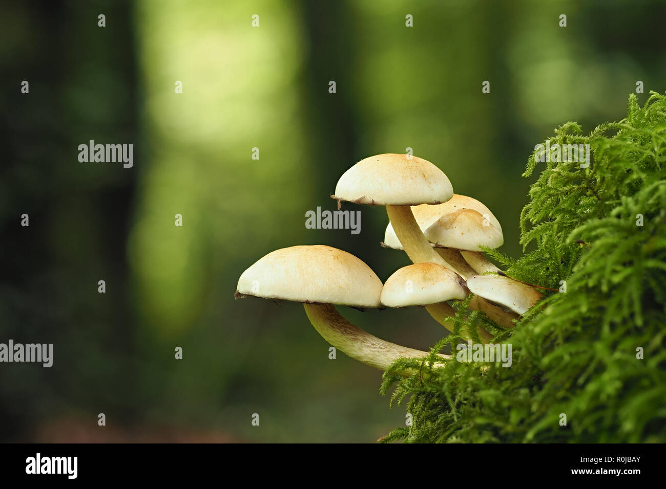 Ciuffo di zolfo funghi crescono dalla banca di muschio. Tipperary, Irlanda Foto Stock