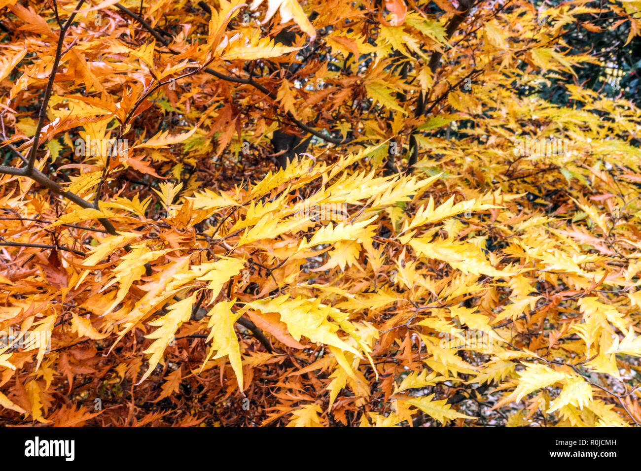 Faggio europeo, Fagus sylvatica 'Asplenifolia', foglie autunnali fogliame Foto Stock