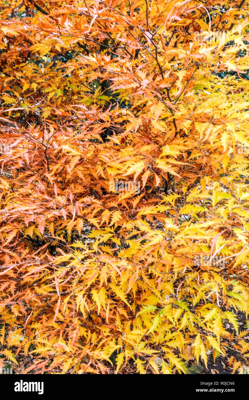 Faggio europeo, Fagus sylvatica 'Asplenifolia' Autunno foglie colori autunnali Foto Stock