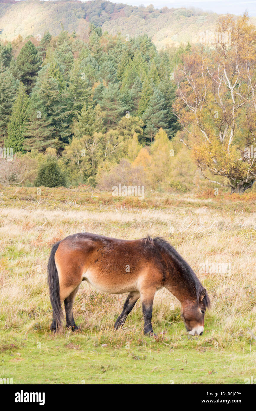 Exmoor pony su Exmoor, Parco Nazionale di Exmoor, Somerset, Inghilterra, Regno Unito Foto Stock