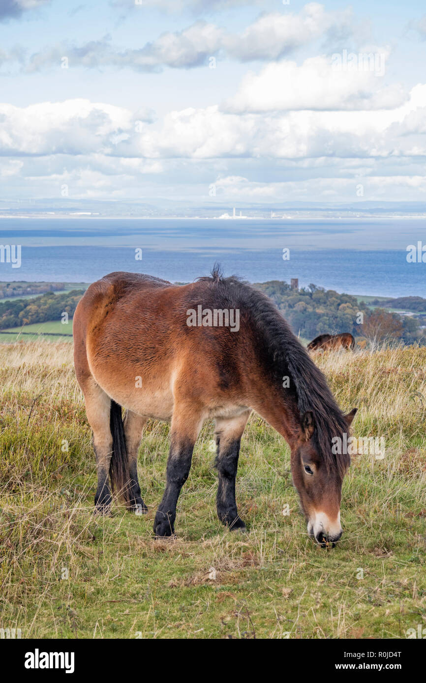 Exmoor pony su Exmoor, Parco Nazionale di Exmoor, Somerset, Inghilterra, Regno Unito Foto Stock