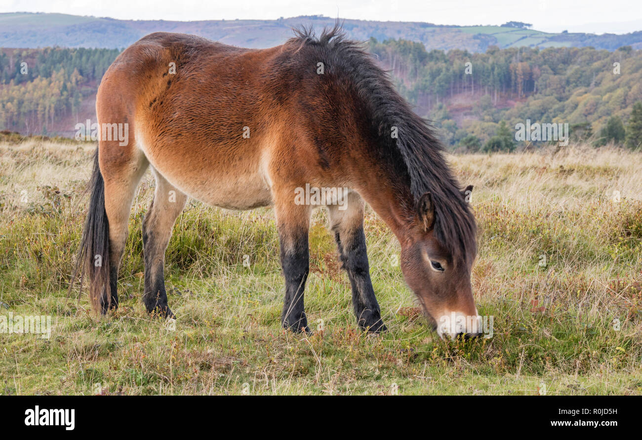 Exmoor pony su Exmoor, Parco Nazionale di Exmoor, Somerset, Inghilterra, Regno Unito Foto Stock