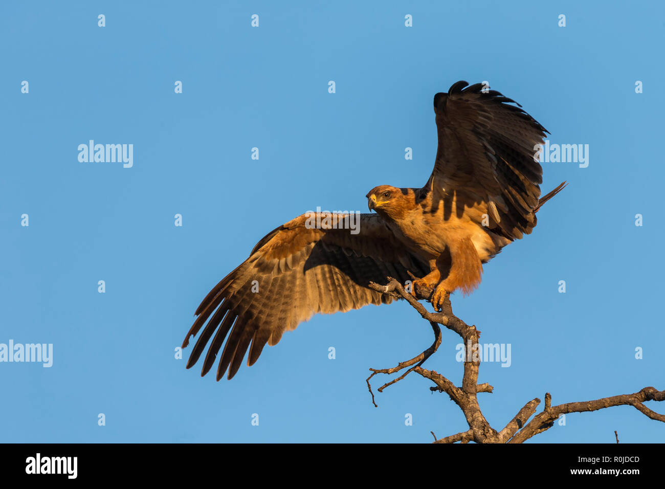 Bruno eagle (Aquila rapax), Zimanga riserva privata, KwaZulu-Natal, Sud Africa Foto Stock