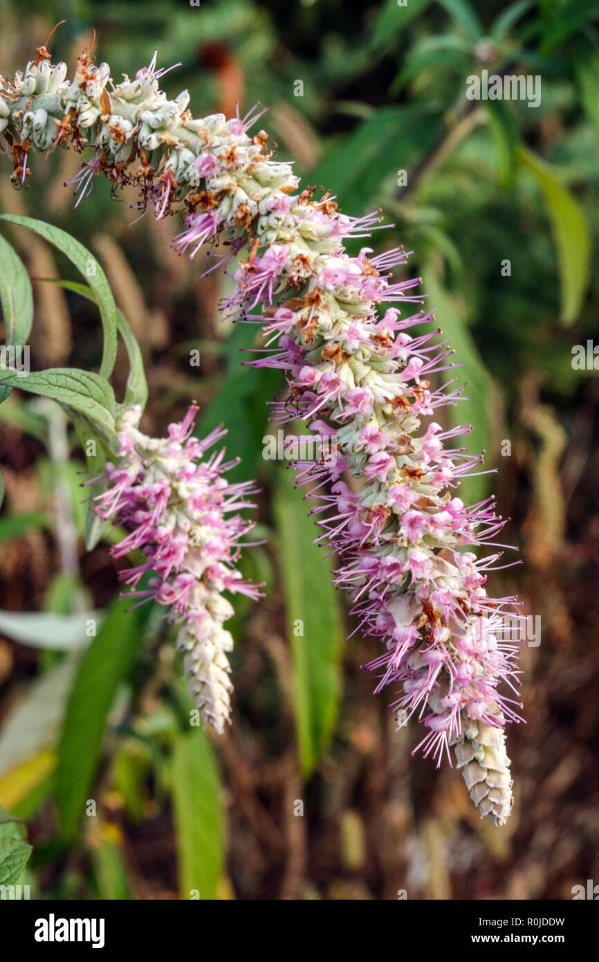 Piangendo Buddleja, Rostrinucula dependens Foto Stock