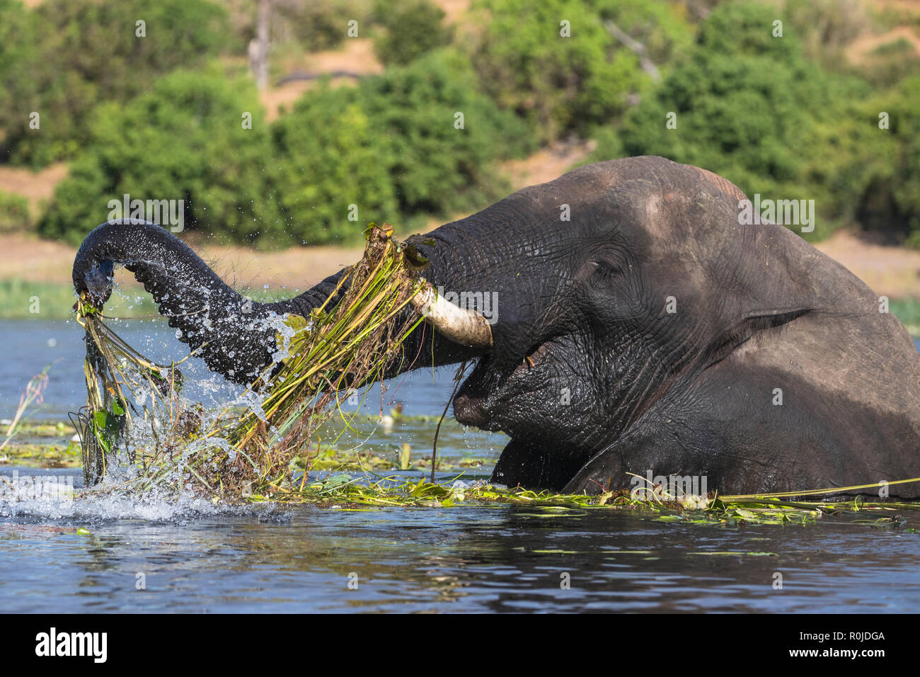 Elefante africano (Loxodonta africana) alimentazione in fiume Chobe, Chobe National Park, Botswana Foto Stock