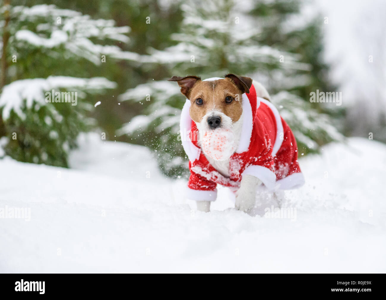 Divertimento e gioco con il cane durante la stagione di festa a wild bosco nordico Foto Stock