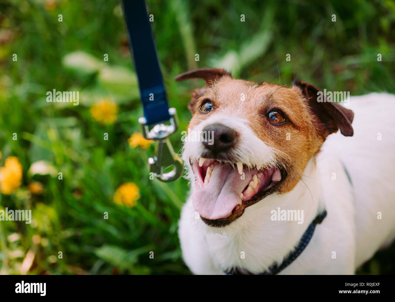 Concetto di addestramento del cane a camminare al guinzaglio con il cane guardando il proprietario Foto Stock