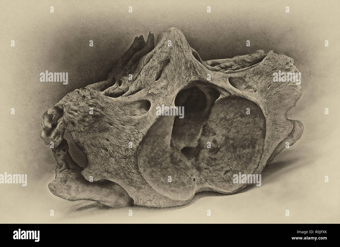 Frammento di scheletro ,balena della Groenlandia, la vertebra Foto Stock