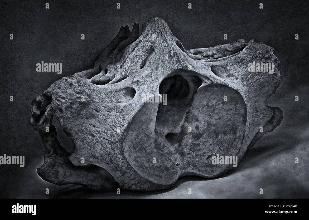 Frammento di scheletro ,balena della Groenlandia, la vertebra Foto Stock