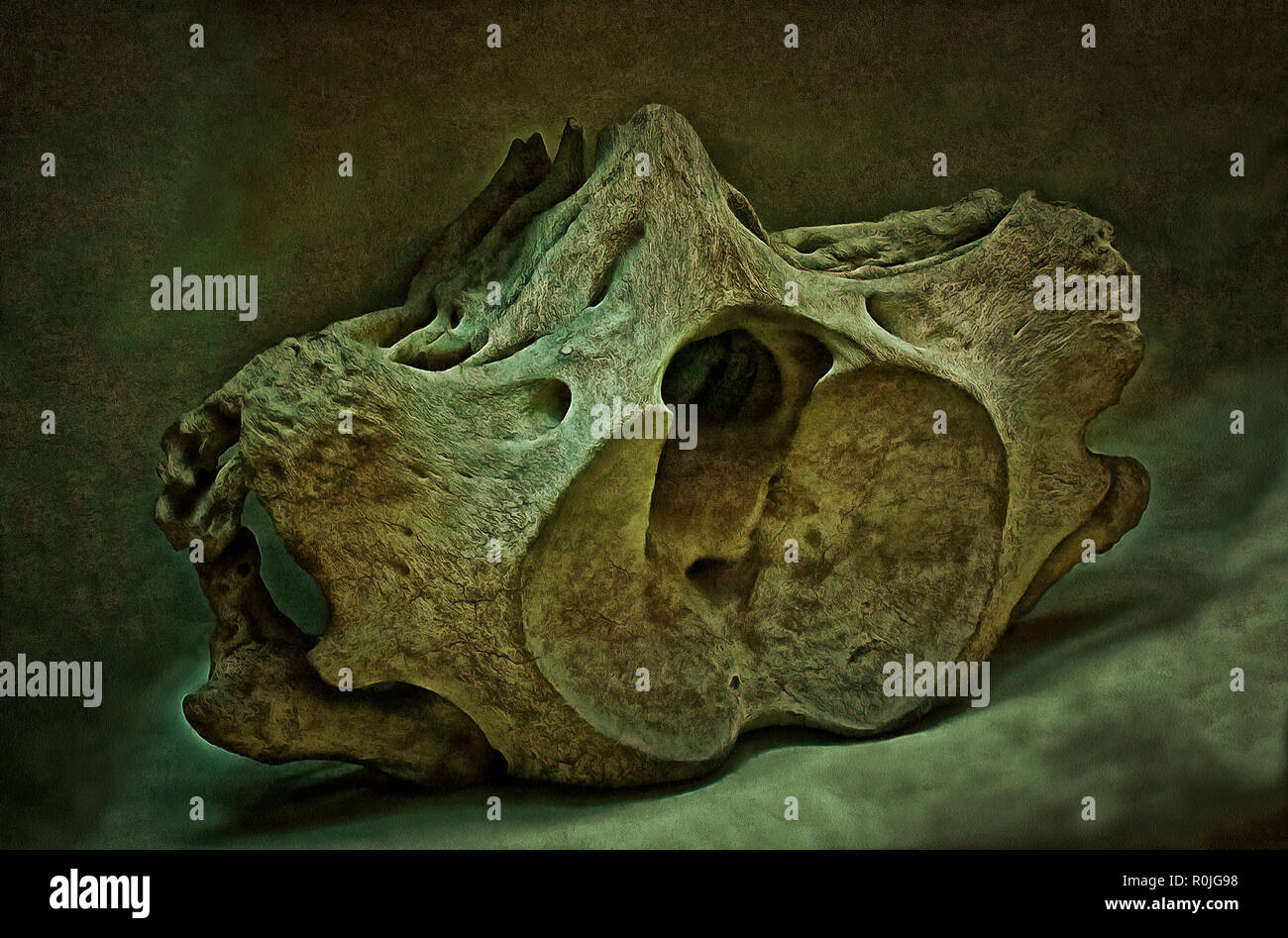 Frammento di scheletro ,balena della Groenlandia, la vertebra Foto Stock