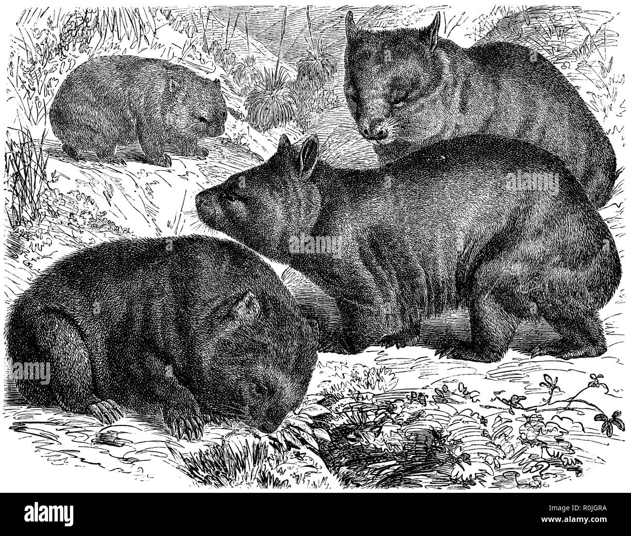 Tasmanian Wombat u. Phascolomys latifrons - Breitstirnwombat, anonym 1908 Foto Stock