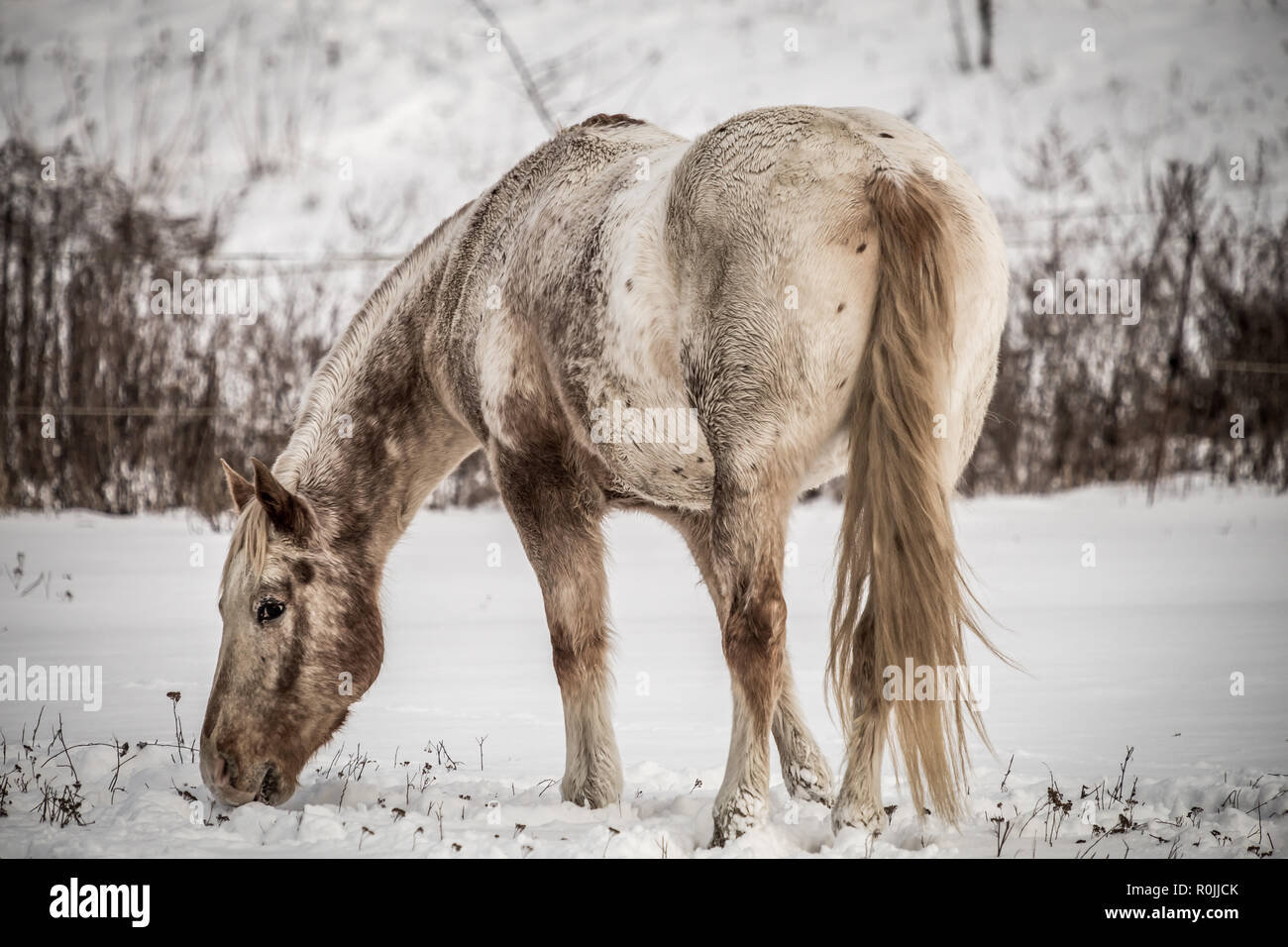 Bianco sporco pascolo cavalli sulla neve Foto Stock