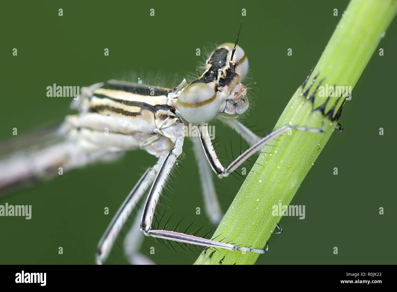 Blue featherleg anche chiamato bianco-zampe, damselfly Platycnemis pennipes Foto Stock