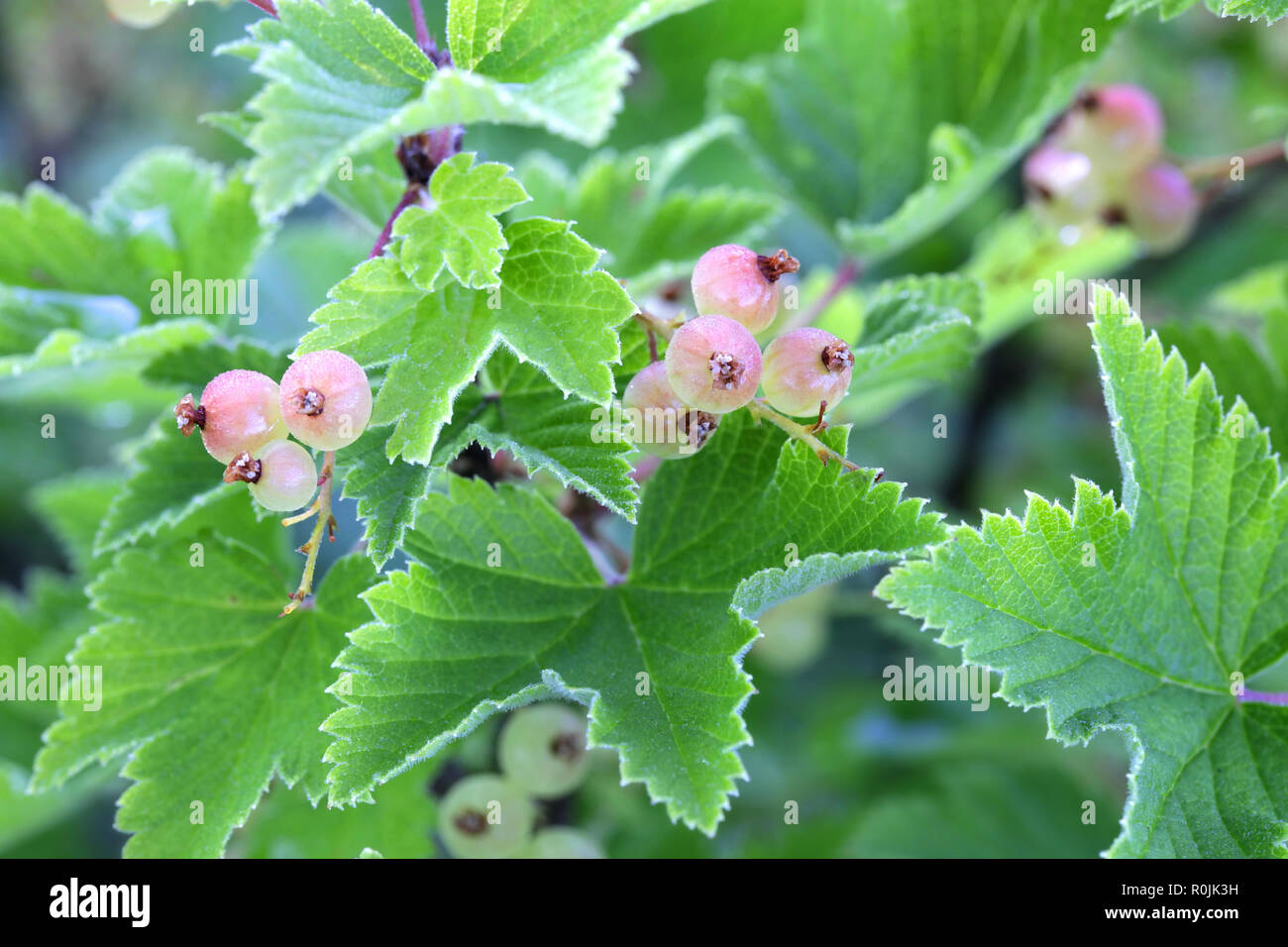 Ribes rosso o rosso bacche Ribes, Ribes rubrum Foto Stock