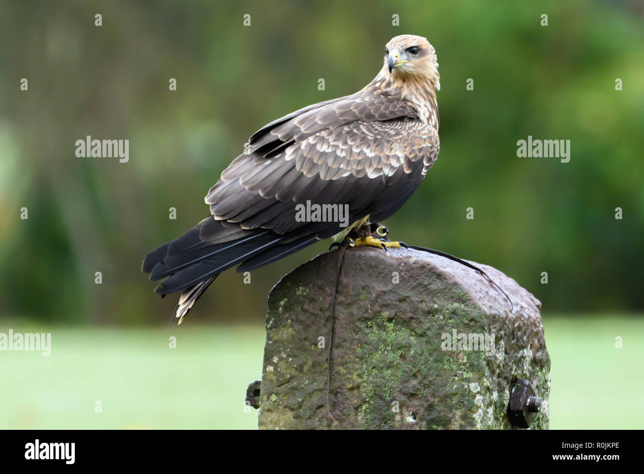 Gli uccelli rapaci appollaiato Foto Stock