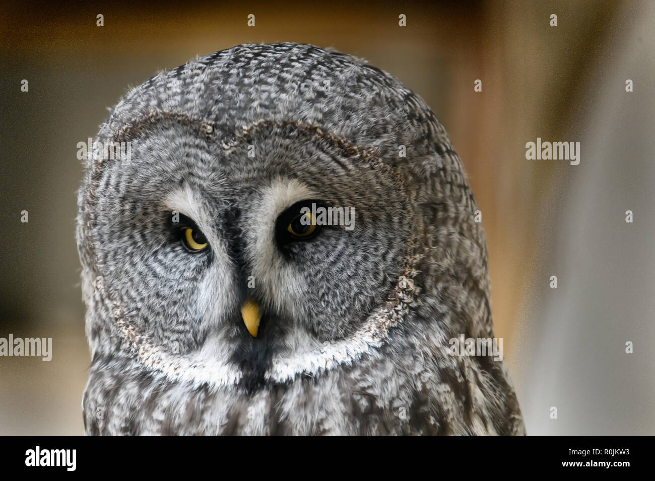 Grande Gufo grigio ritratto Foto Stock