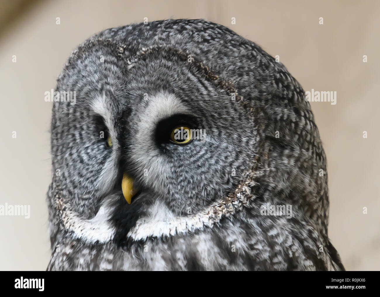 Grande Gufo grigio ritratto Foto Stock
