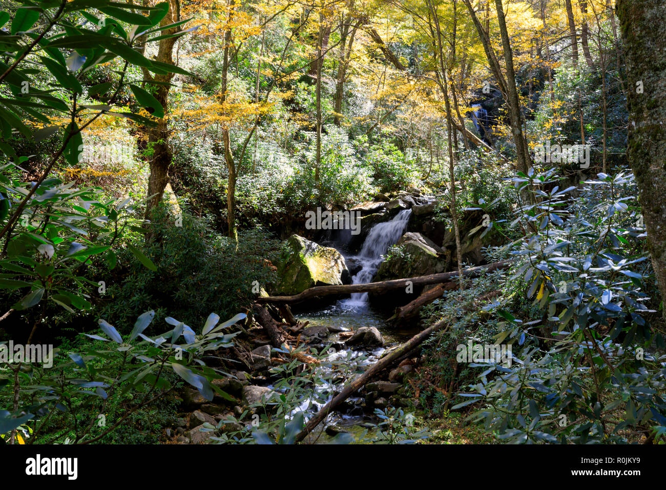 Trillium Gap Trail, Smoky Mountains National Park Foto Stock