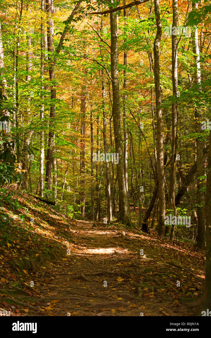 Meigs Creek sentiero, Smoky Mountains National Park Foto Stock