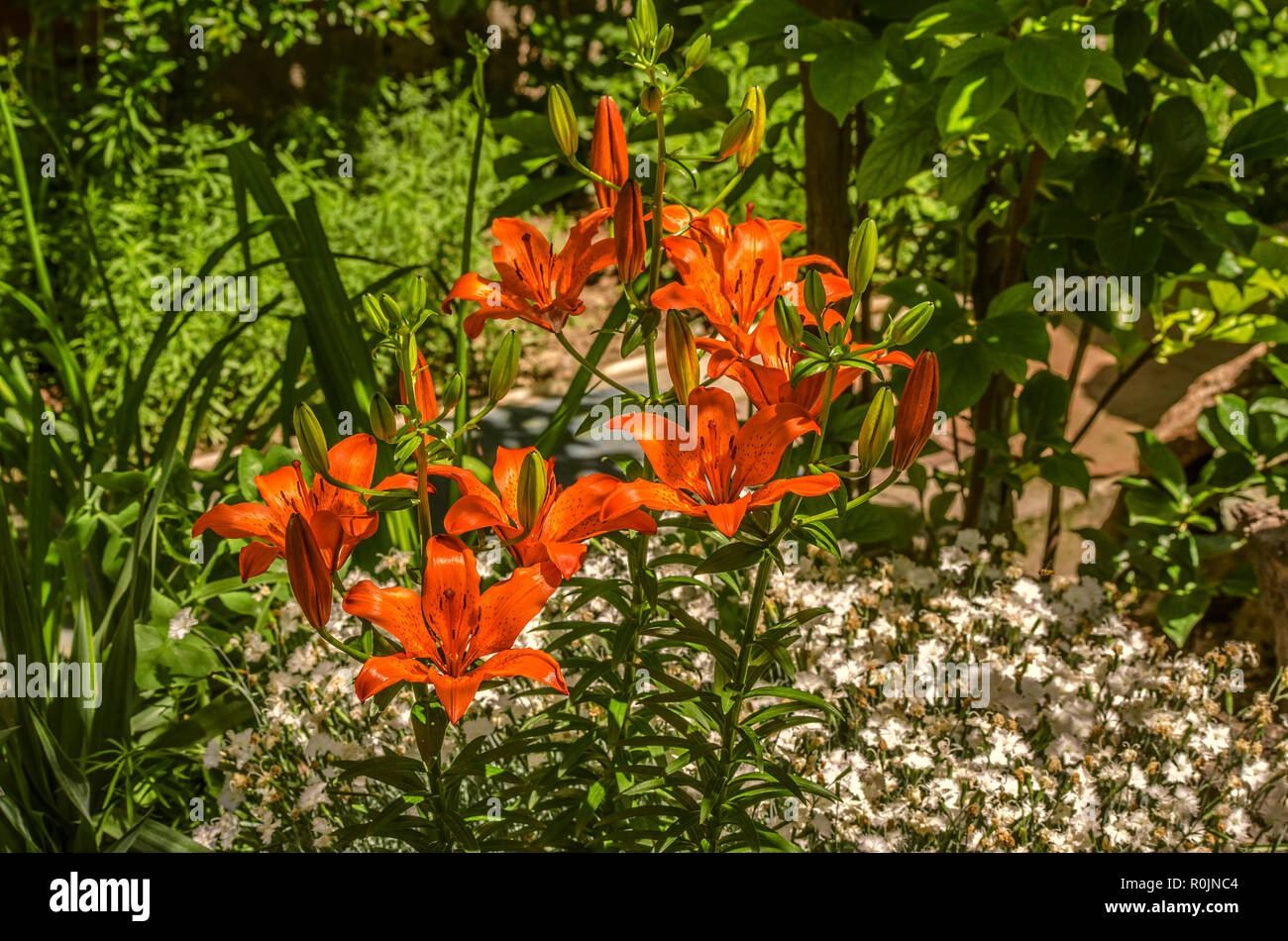 Fioritura di grandi gigli arancione con macchie scure sulla petali, nel cortile sotto gli alberi Foto Stock