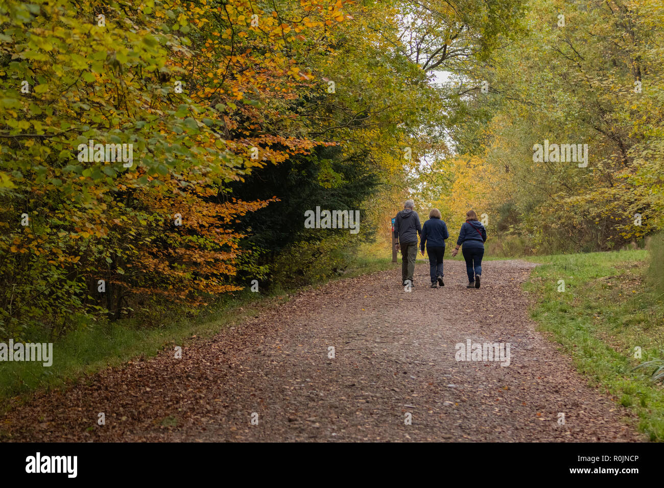 Tre persone a piedi nei boschi in autunno Foto Stock