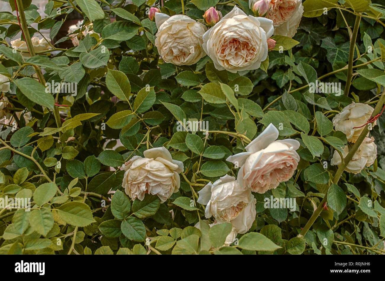 Legata a un recinto vicino alla casa, cespugli di delicati, crema di rose con grandi teste fragrante Foto Stock