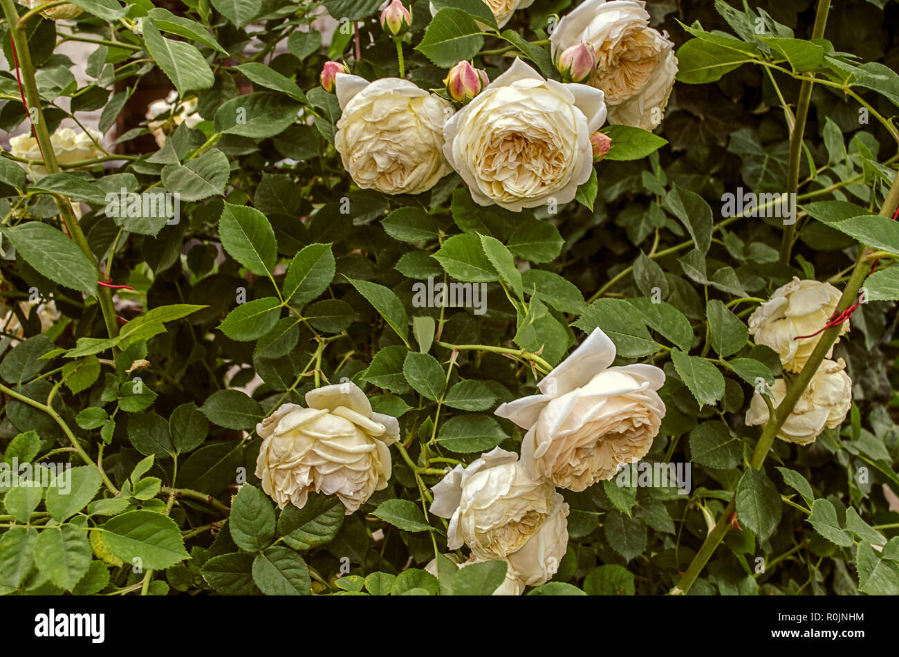 Boccole di fragrante con testa grande, di colore crema, delicato roses attaccata alla recinzione intorno alla casa Foto Stock