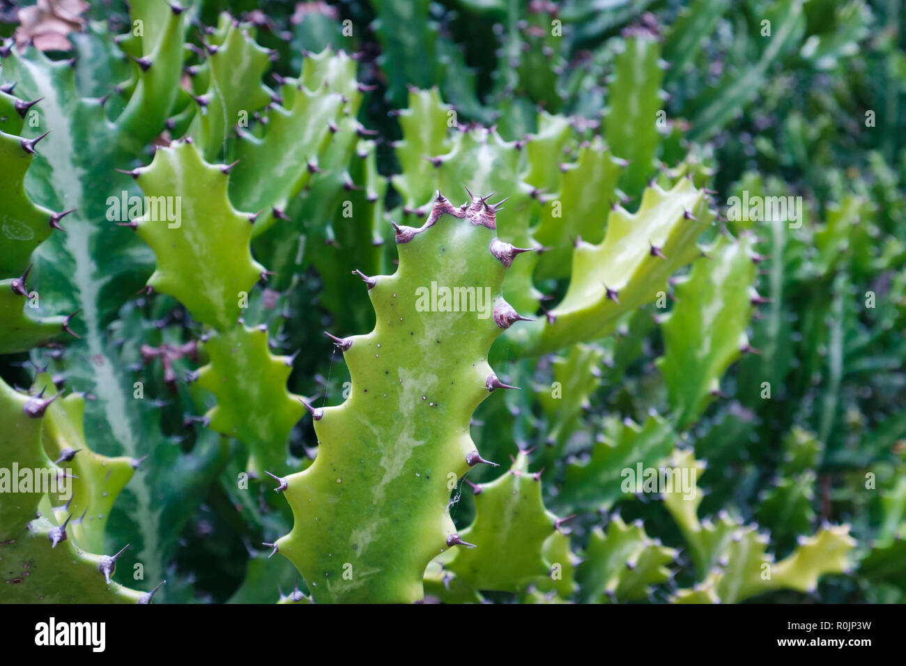 Cactus tree macro - impianto di cactus closeup Foto Stock