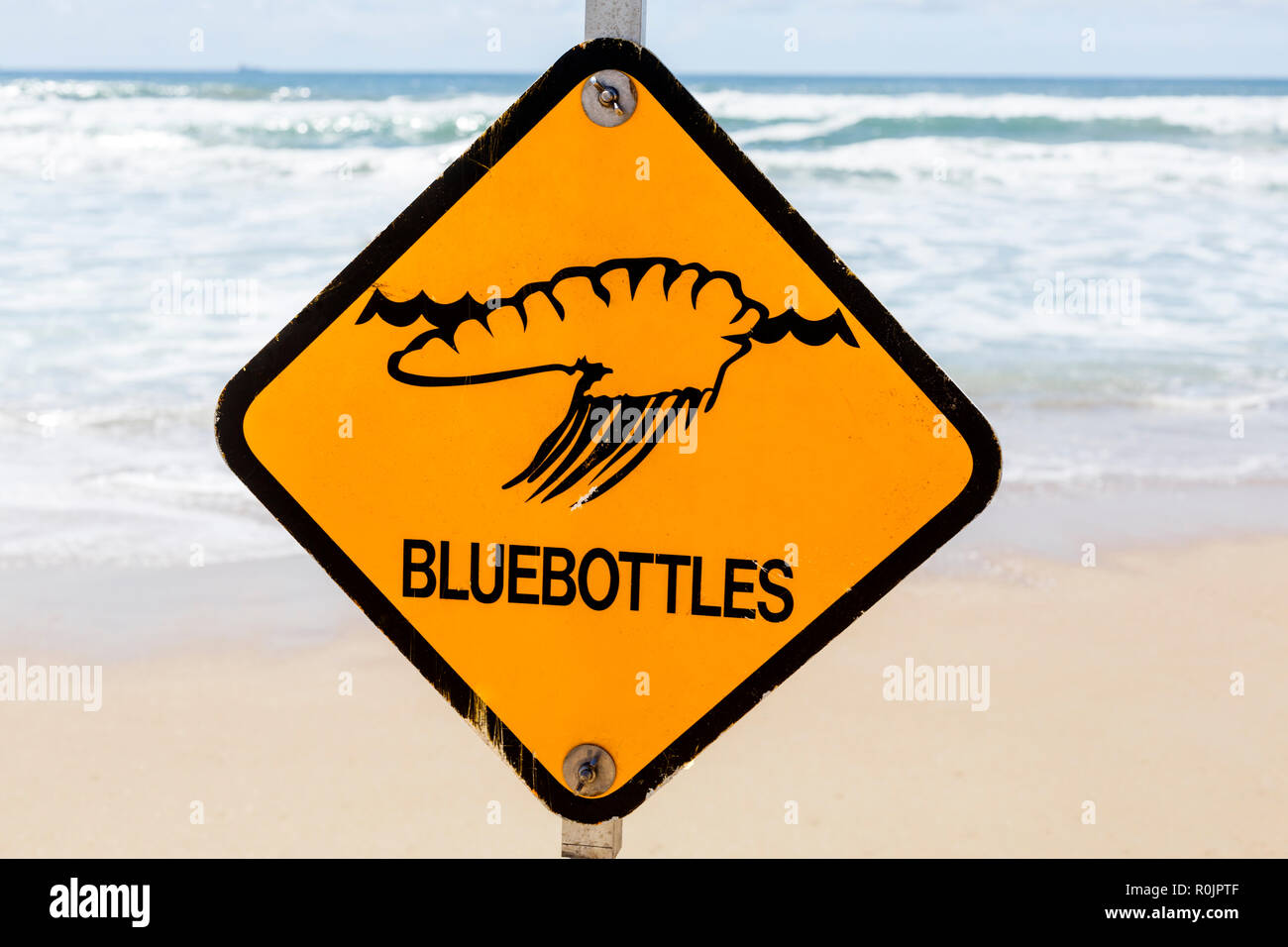 Bluebottles, o portoghese uomo di guerra, è uno dei tanti segni di avvertenza sulle spiagge durante il periodo estivo in Queensland, Australia Foto Stock