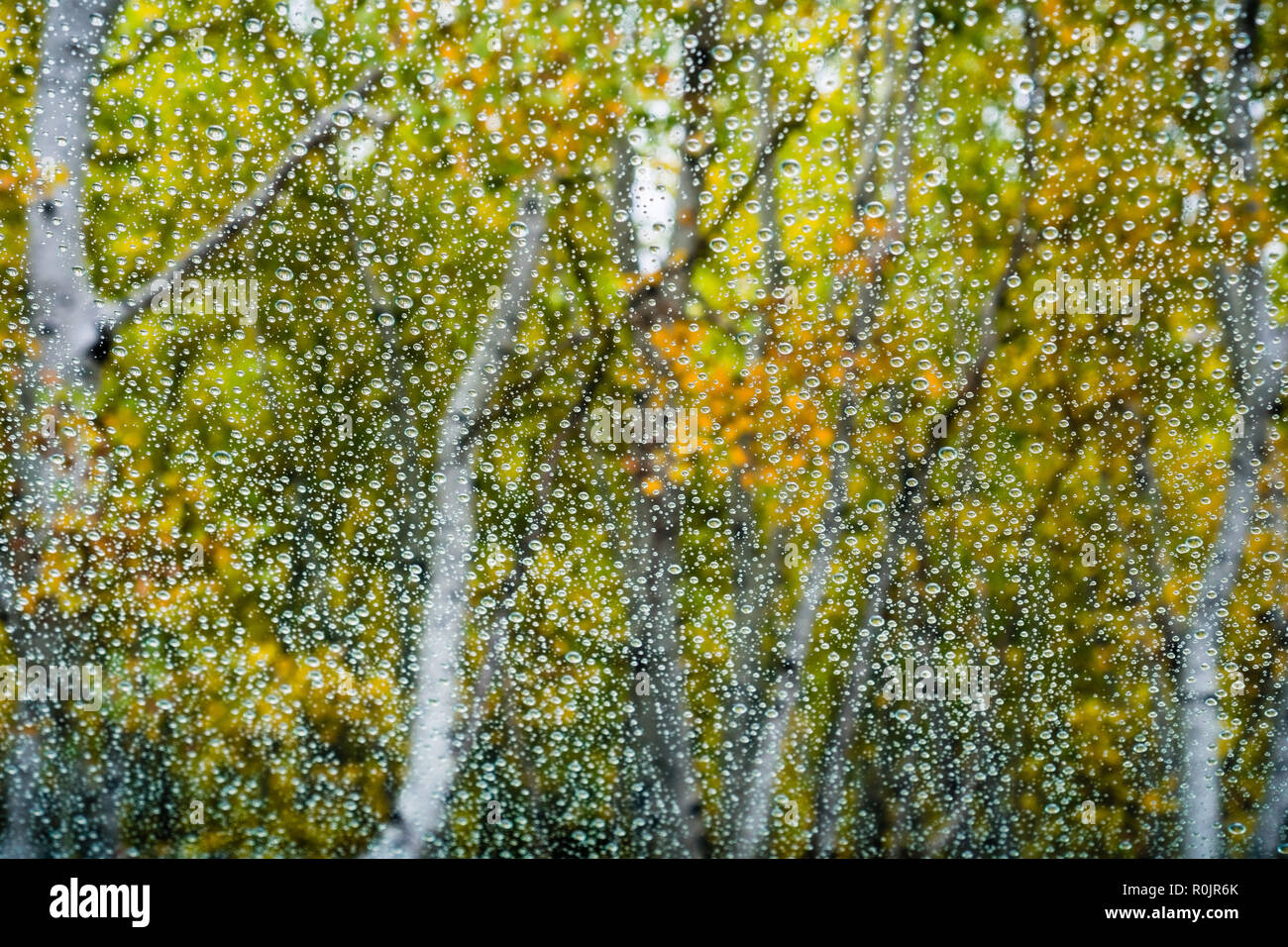 Gocce di pioggia sulla finestra, alberi colorati sullo sfondo; Foto Stock