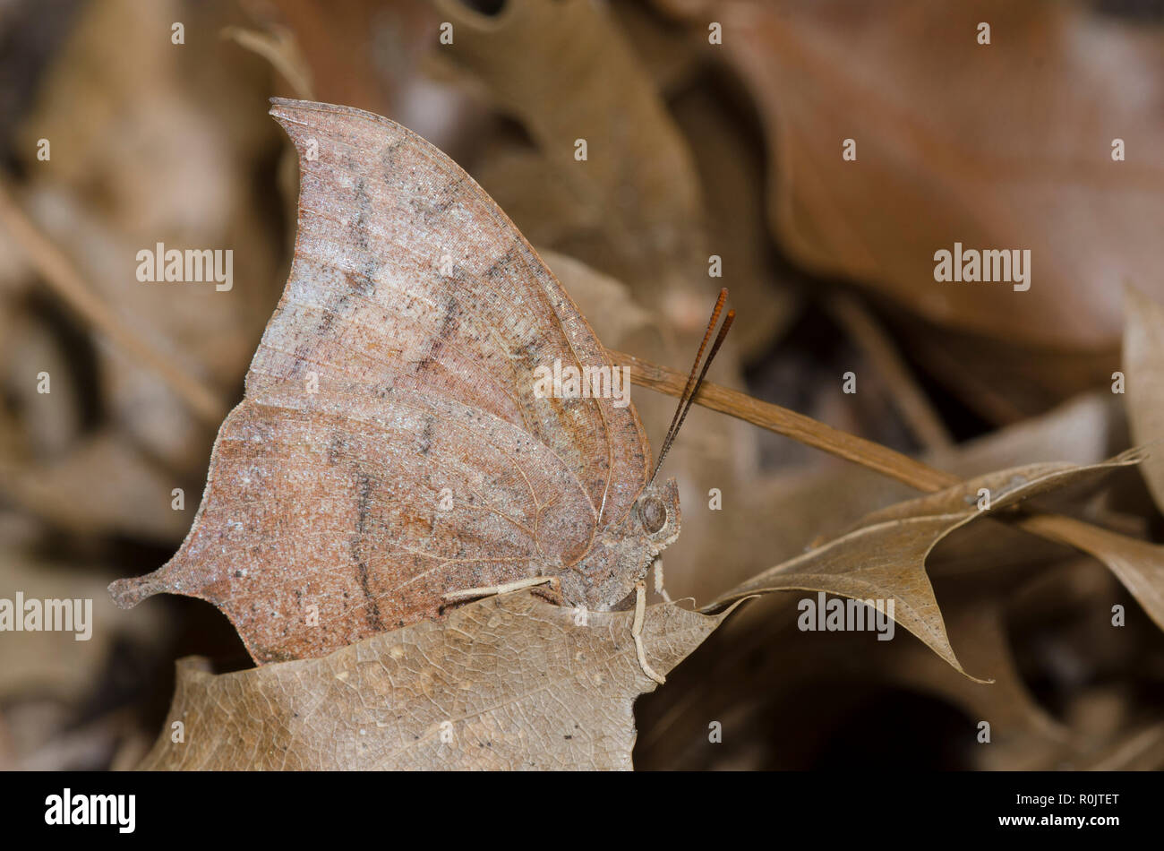 Goatweed Leafwing, Anaea andria, camuffati sul suolo della foresta Foto Stock