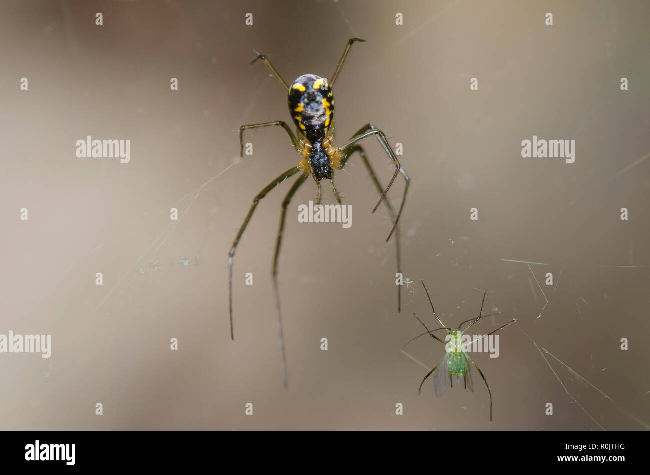 Sheetweb Spider, sottofamiglia Linyphiinae, con afidi, Famiglia Scarabaeidae, preda Foto Stock