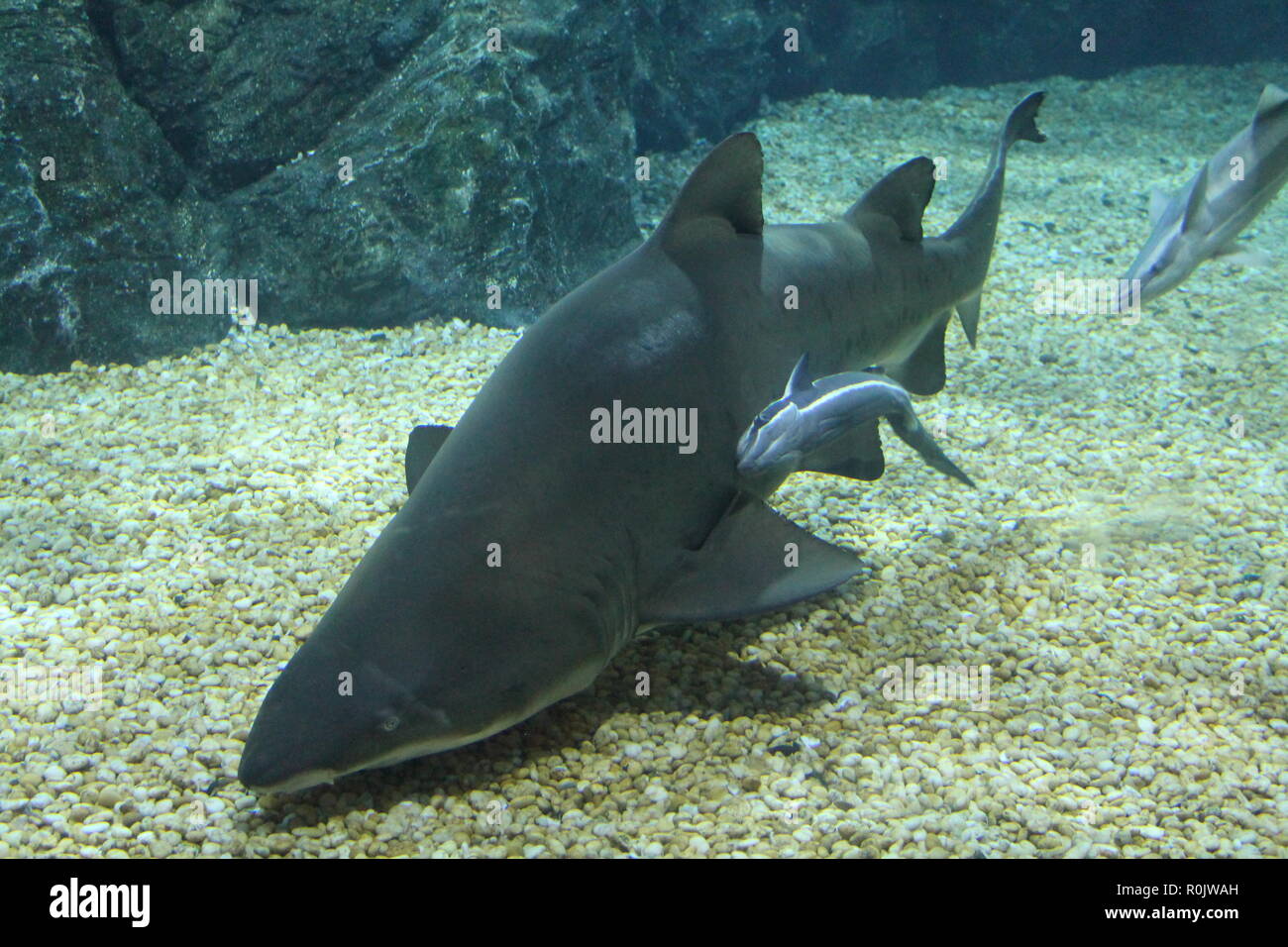 Lo squalo e il baby shark Foto Stock