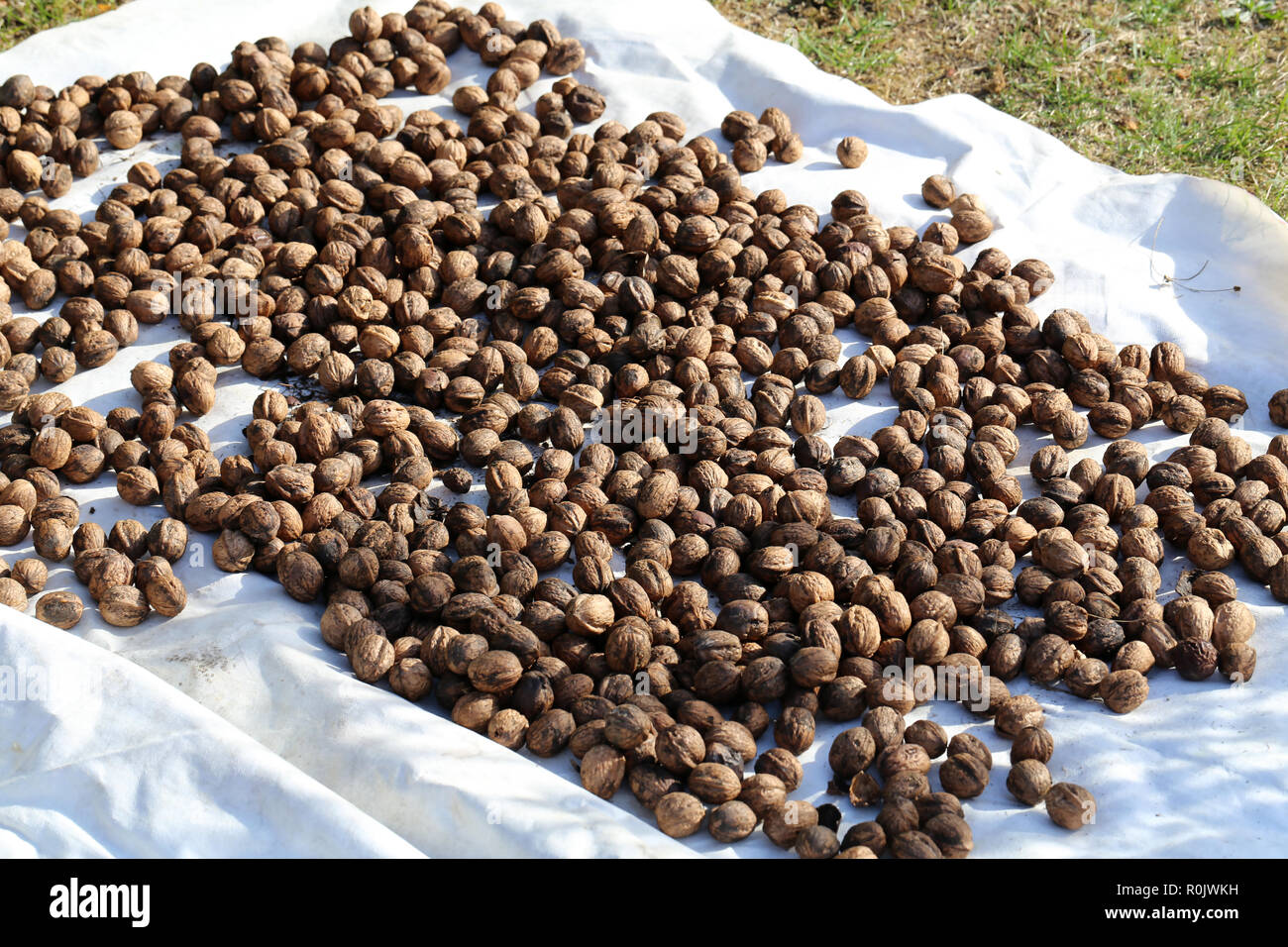 Le noci sono sparsi sul terreno per asciugare. Foto Stock