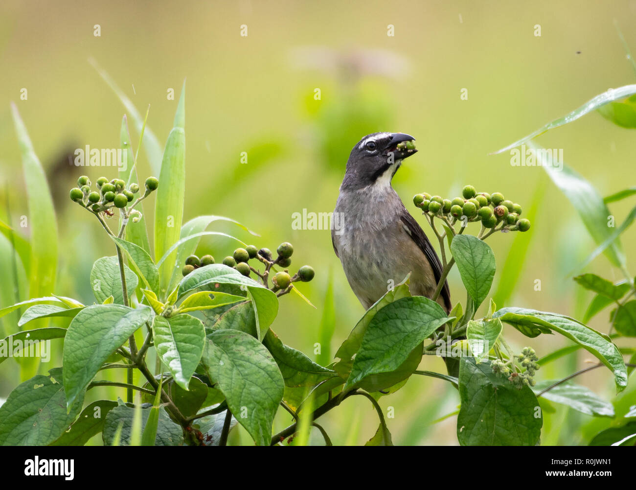 Un Grayish Saltator feed su alcuni frutti di bosco in una boccola tropicale Foto Stock