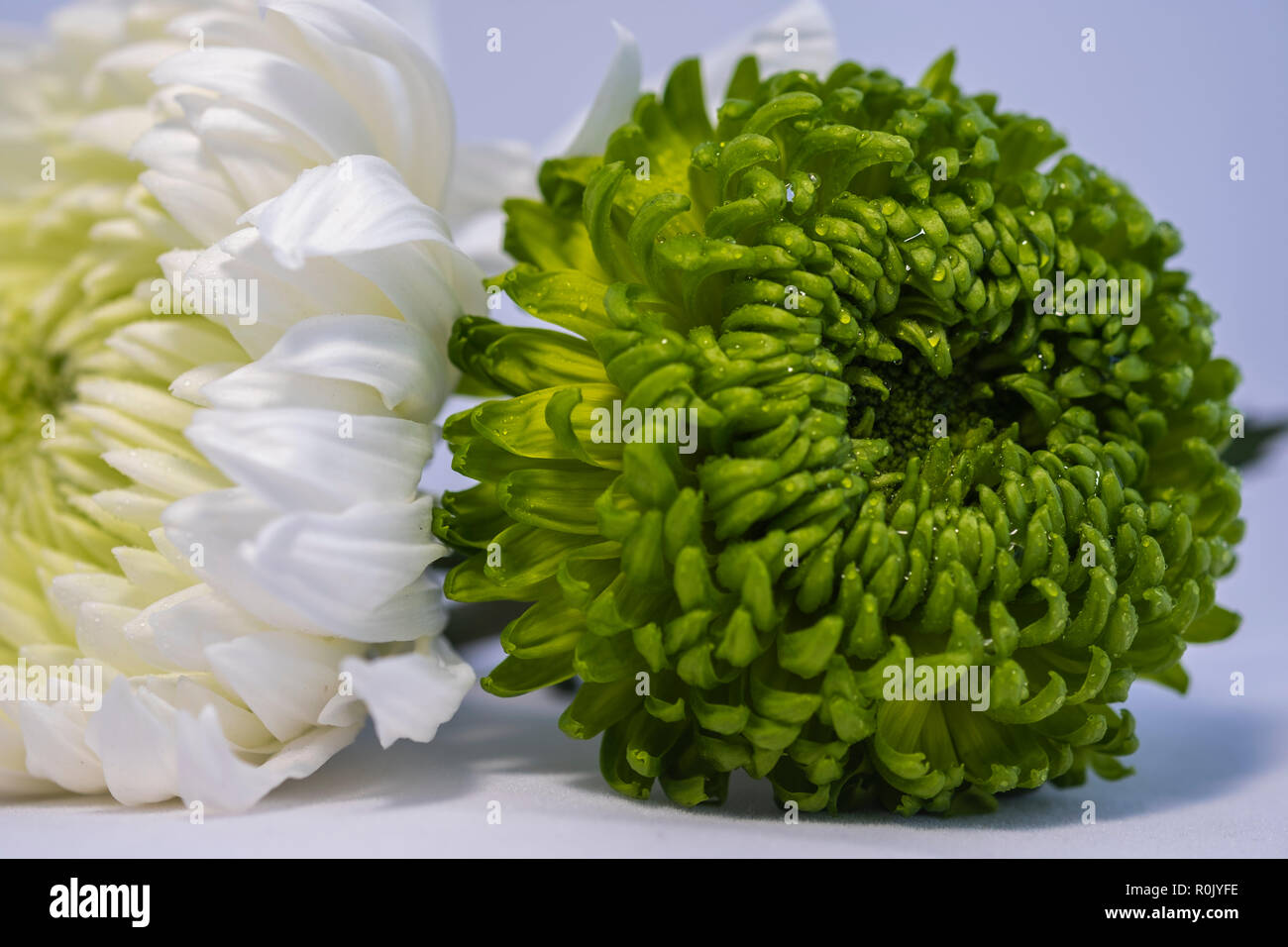 Verde e bianco crisantemi Foto Stock